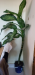 Indoor plants